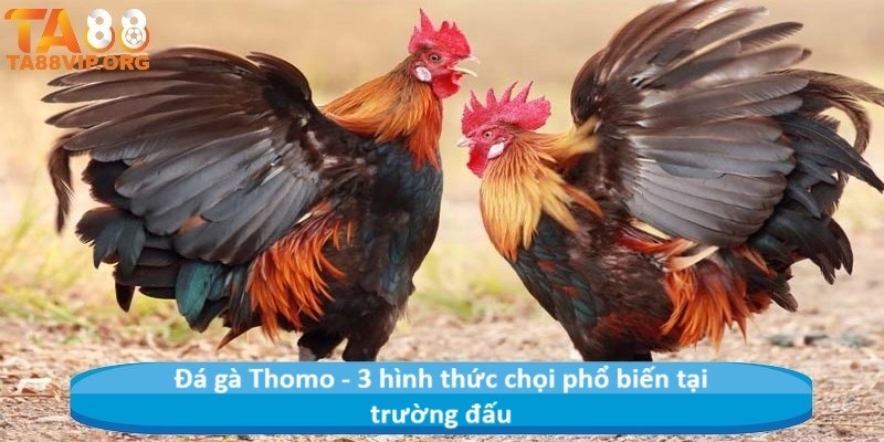 Đá gà Thomo - 3 hình thức chọi phổ biến tại trường đấu